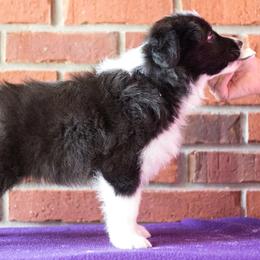 Border Collie Puppies from Top Notch Border Collies