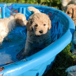 Goldendoodle Puppies from Coal Country Doodles