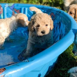Goldendoodle Puppies from Coal Country Doodles