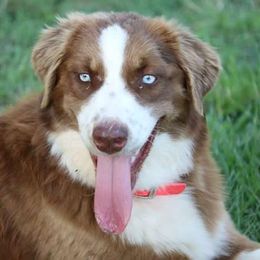 Loki - Australian Shepherd