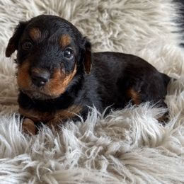 Miss Bright Green - Black and tan female Airedale Terrier puppy in Huntersville, North Carolina from Cool Hand Luke Kennels