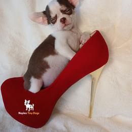 Chihuahua Puppies from Naples Tiny Dogs