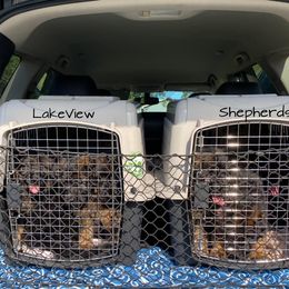 German Shepherd Puppies from LakeView Shepherds