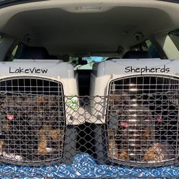 German Shepherd Puppies from LakeView Shepherds
