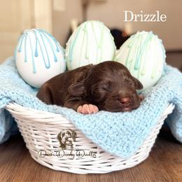 Drizzle - Brown and white male Aussiedoodle puppy in Roebuck, South Carolina from Dani's Dandy Doodles