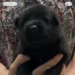 Girl 3 - Black female German Shepherd puppy in Hattiesburg, Mississippi from Weizen German Shepherds