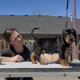 Black and Tan Coonhound Puppies from Toodaloo Coonhounds