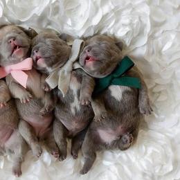 French Bulldogs from Hi-Line Frenchies