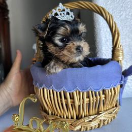 Daisy - Black and gold female Yorkshire Terrier puppy in Antelope, California from Yorkie Family Home