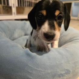 AKC Porky - Piebald male Dachshund puppy in Onalaska, Texas from Weenies on the Lake