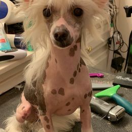 Chinese Cresteds, Ibizan Hounds, and Russian Toys from Frozen Star Kennels