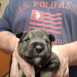 Girl 1 - Salt and pepper female Miniature Schnauzer puppy in Raymond, Washington from Springs Miniature Schnauzers