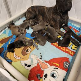 Cane Corso Puppies from Elite Empire Cane Corso