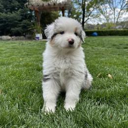 Finnegan - Blue merle male Australian Shepherd puppy in Star, Idaho from Star Aussies