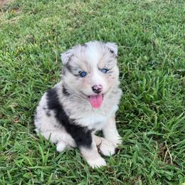 Johnny cash - Merle male Pomsky puppy in Sturgis, Kentucky from Furever Pomskies