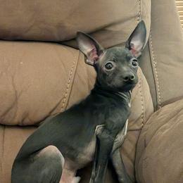 Wally - Black male Chihuahua puppy in Bell, Florida from BellCrist Aussies