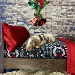 Titan - Red merle male Australian Shepherd puppy in West Union, Iowa from Boundless Hearts Australian Shepherds LLC