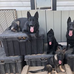 German Shepherd Puppies from Guamany K9 Vomhaus