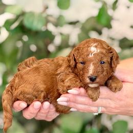 Aramis - Red  male Poodle puppy in Salem, Oregon from Lavish Poodles