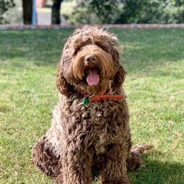 Cody - Australian Labradoodle