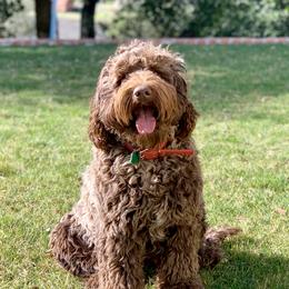 Cody - Australian Labradoodle