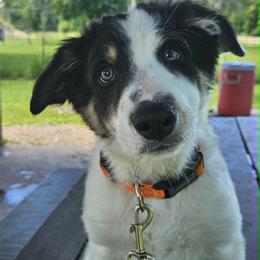 Border Collie Puppies from LaTiKi Border Collies
