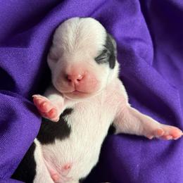 Harry - Black and white male Boston Terrier puppy in Kingsport, Tennessee from Dreamweaver Bostons