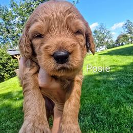 Posie - Red  female Goldendoodle puppy in Red Oak, Iowa from Fisher Pups-Stay Golden with a Doodle