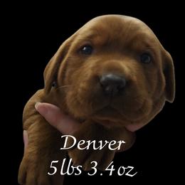 Denver - Yellow female Labrador Retriever puppy in Sidney, Nebraska from Nebraska Strong Labradors