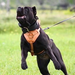 Karma - Cane Corso