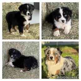 Australian Shepherd Puppies from Zermeno Ranch