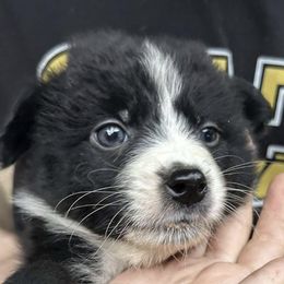Australian Shepherds from Jess's Aussies