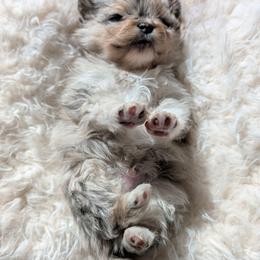 Osiris - Tri-colored male Pomeranian puppy in Granby, Colorado from Marostica Paws