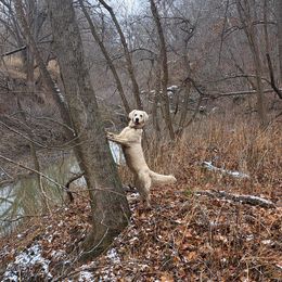 Dazzle - Golden Retriever