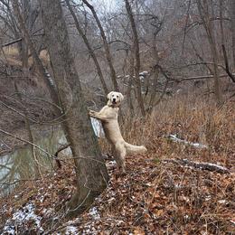 Dazzle - Golden Retriever