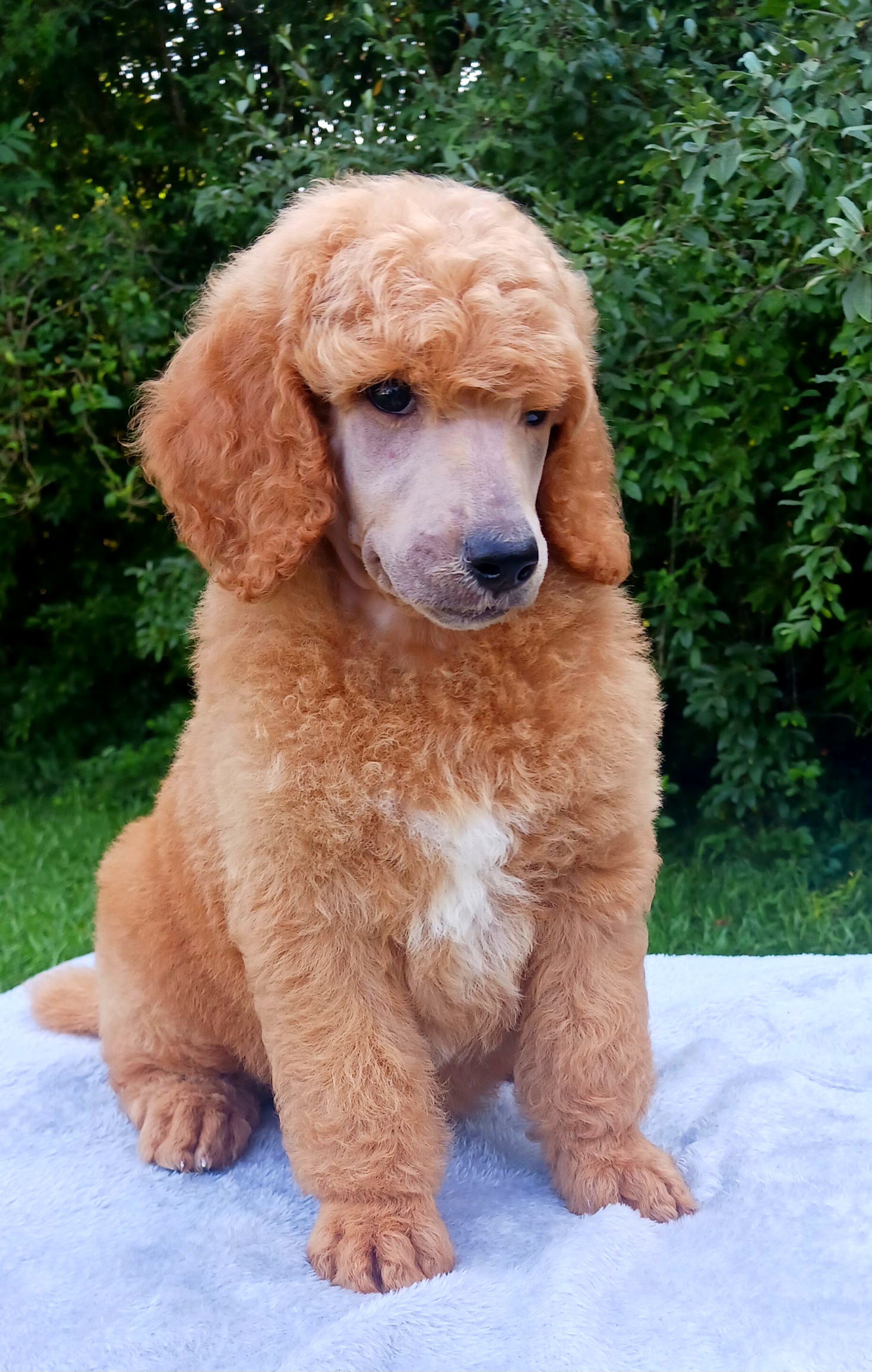 Dalmatian and Poodle Puppies from Reeves Family Standards