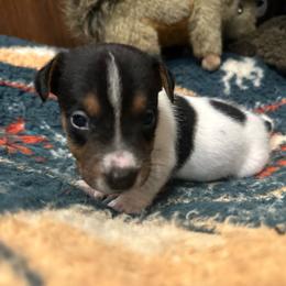 Luke - Tri-color male Jack Russell Terrier puppy in Copperhill, Tennessee from Tuff Country Farm