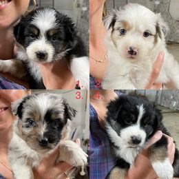 Australian Shepherd, Miniature Australian Shepherd, and Toy Australian Shepherd Puppies from V5 Mini Aussies