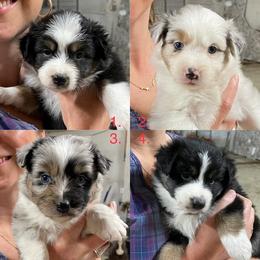 Australian Shepherd, Miniature Australian Shepherd, and Toy Australian Shepherd Puppies from V5 Mini Aussies