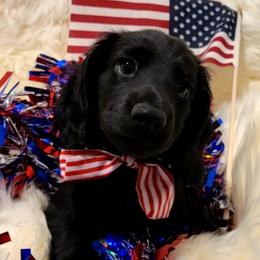 Johnny - Black male Dachshund puppy in Waynesboro, Tennessee from Owl Hollow Farm Miniature Dachshunds
