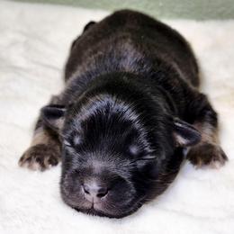 Avery - Black tri male Miniature Australian Shepherd puppy in Mc Alester, Oklahoma from Angel's Aussies