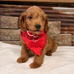 Mini Goldendoodle Boy Red Collar - Red  male Goldendoodle puppy in Cullman, Alabama from My Awesome Rover
