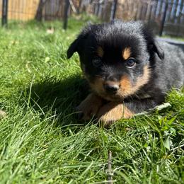 Evey - Black tri female Toy Australian Shepherd puppy in Medical Lake, Washington from MAS Gone Rogue