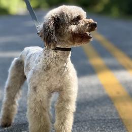 Old English Sheepdog, Poodle, Sheepadoodle, and Yorkipoo All Grown Up from Love Tallulah Sheepadoodles LLC