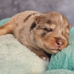 Kona - Merle male Pomsky puppy in Southern California, California from SoCal Pomskies LLC