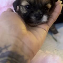 Shorkie Puppies from Evelyn Renee House of Aces