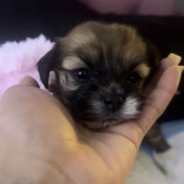 Shorkie Puppies from Evelyn Renee House of Aces