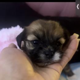 Shorkie Puppies from Evelyn Renee House of Aces