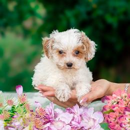 Willow - Parti female Goldendoodle puppy in Fort Myers, Florida from Corgis & Doodles