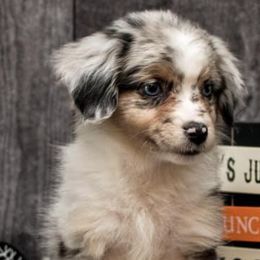 Miniature American Shepherds from Fergie's Mini American Shepherds